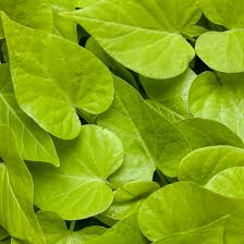 Image result for Ipomoea richardsiae