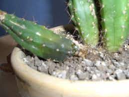 C'est de cette manière qu'ils supportent les longues périodes de sécheresse dans le désert. Cactus Mou Et Qui Pourri