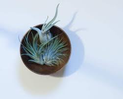 But hang on, before you buy some of them, learn about some of the best types of air plants in this list. 15 Best Air Plants How To Grow And Take Care Of Them