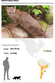 The pampas cat (leopardus colocola) is a small wild cat native to south america, 1 it is it is also known as pantanal cat and colocolo in parts of its range. A Proposito De Colo Colo Sabe Usted Cuantas Especies De Felinos Habitan En Chile La Tercera