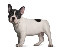 French Bulldog 101 Ultimate Guide To Owning A Frenchie
