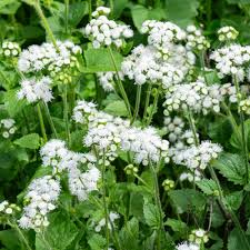 Image result for Ageratum