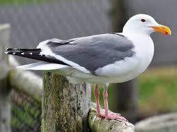 As nouns the difference between albatross and seagull. Similar Species To Laysan Albatross All About Birds Cornell Lab Of Ornithology
