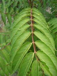The fruit of staghorn sumac is a red fuzzy droop, a fleshy fruit with thin skin and central stone containing the seed. Tree Of Heaven Ailanthus Altissima Invasive Species Id