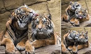 London Zoo Tiger Siblings Share Affectionate Cuddles And Kisses London Zoo Zoo Cuddling