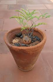 Image result for Elephantorrhiza
