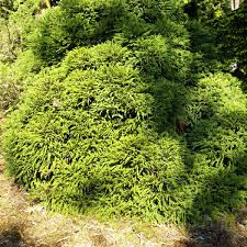 Numerous tiny scented white flowers; Dwarf Japanese Cedar Naturehills Com