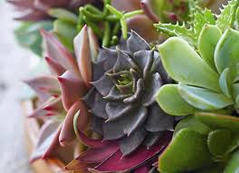 Geheimzeichen by feinedinge related posts: Mit Sukkulenten Dekorieren Schoner Wohnen