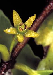 Image result for Hippocratea