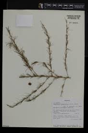 Image result for Asparagus flagellaris