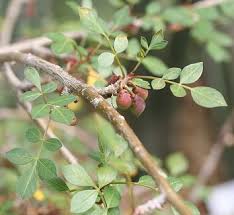 Image result for Burseraceae