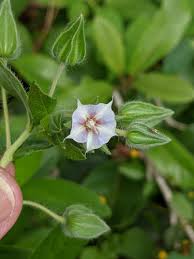 Image result for Trichodesma