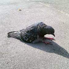 Explore more searches like pigeons sitting. Have You Ever Seen A Sitting Pigeon They Re Hilarious