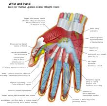 The skeleton of the ankle, or tarsus, has seven bones, but, because of the angle of the foot to the leg and the in the skeleton of the arms and legs, the outer portion is specialized and consists. Hand Wikipedia
