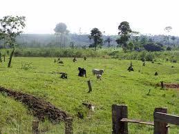 Cattle Ranching Is The Largest Driver Of Deforestation In Every Amazon Country Accounting For 80 Of Current Defor Cattle Ranching Amazon Deforestation Cattle