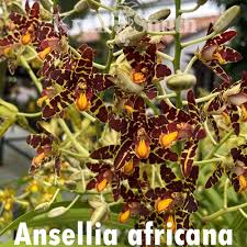 Image result for Ansellia