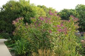 Image result for Vernonia hochstetteri