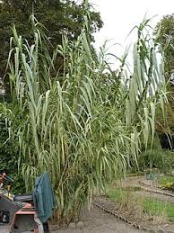 Image result for Arundo