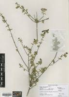 Image result for Tinnea aethiopica