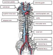 4.which blood vessel will have the high amount of glucose and amino acld after a meal? The Veins Of The Cat Endoplasmic Reticulum The Veins In The Body Transports The Nutrients In Between The Renal Vein And The Com Cat Anatomy Vet Medicine Veins
