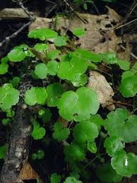 Image result for Hydrocotyle mannii