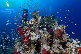 All About Scuba Diving In Egypt The Red Sea
