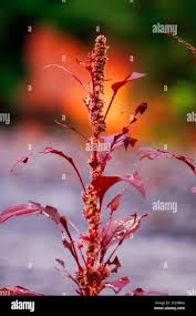 Image result for Amaranthus dubius