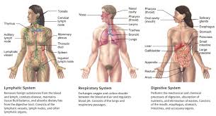 Maybe you would like to learn more about one of these? Structural And Functional Organization Of The Human Body