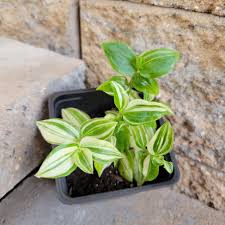 Image result for Tradescantia