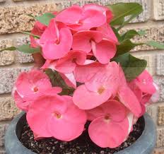 Image result for Euphorbia contorta