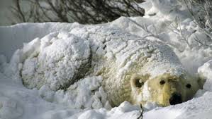 But despite their massive size, these bears can move with surprising speed. Life In The Polar Bear Capital Of The World