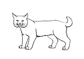 How do you draw cat for kids? How To Draw Cats Step By Step Easy Animals 2 Draw