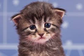 My little daughter was (amused) by the clown. Cat Depression Signs Causes And How To Treat It Catster