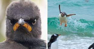 Comedy wildlife photography awards 2021. 2021 Comedy Wildlife Photography Awards Contestants Once Again Proved That Wildlife Can Be Pretty Hilarious 11 Pics Bored Panda