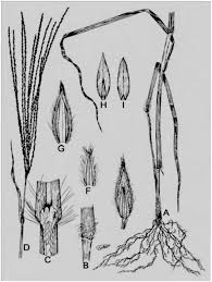 Image result for Digitaria nuda