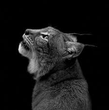 Lynx Lukas Holas Animal Photography Animals Beautiful Pet Portraits