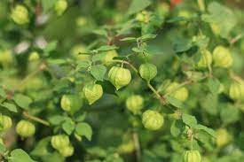 It really tastes like a pineapple! How To Grow Hundreds Of Ground Cherries Tips For Planting Cape Gooseberries