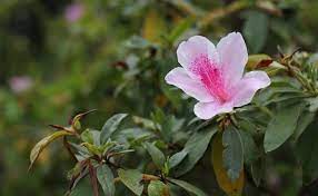 Azalea Flowers Azalea Flower Flower Pictures Azaleas