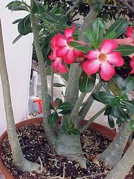 Desert Rose Live Plants 10 Exclusive Varieties Adenium Obesum