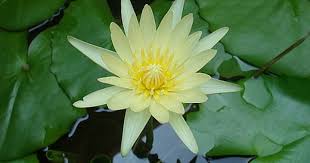 Pin On 10 Beautiful Flowers In The World