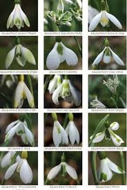 Image result for Tabernaemontana eglandulosa