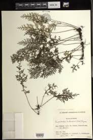 Image result for Crepidomanes chevalieri