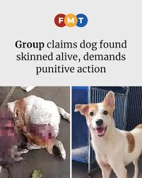 An animal welfare group has called for immediate action to be taken by the  authorities after a dog was purportedly found skinned alive in an  industrial area in Krubong, Melaka. Persatuan Haiwan
