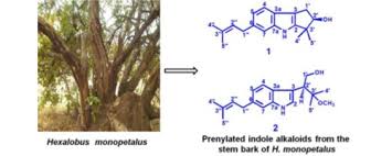 Image result for Hexalobus monopetalus