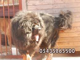Yeleli Tibet Mastifi Http Tibet Mastifi Yavruilani Com Tibet Mastifi Tibetan Mastiff Tibet Mastifi Tibet
