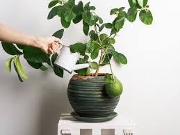 Fruit trees are large and it is impossible to plant in pots or in limited places, but you do not have to worry about choosing dwarf. Tips On Water Requirements For Citrus Trees Gardening Know How