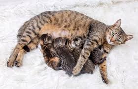 Kedi Mirlamasi Kediler Neden Mirlar My Animals