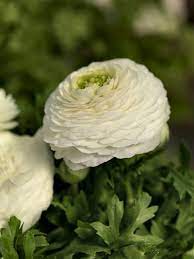 Ranunculus Asiaticus Bloomingdale White F1 Hybrid Growing Seeds Ranunculus Asiaticus Seeds