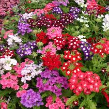 Image result for Verbena