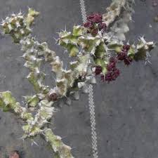 Image result for Euphorbia richardsiae